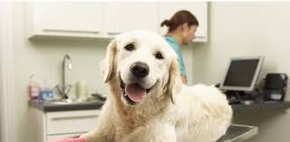 Each registered location must contain a complete and accurate record of all controlled substances on hand at the registered location and indicate whether the inventory was as. Mandatory Ce Information For The Cvma Certified Veterinary Assistant Cvma California Veterinary Medical Associationcvma California Veterinary Medical Association