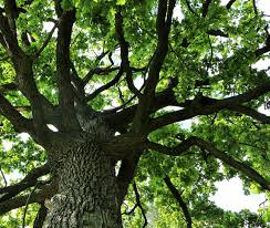 Another beautiful shade tree that often goes overlooked is the sugar maple, acer saccharum (not to be confused with the awful silver maple, acer saccharinum). Choosing The Best Shade Trees For Your Michigan Landscape