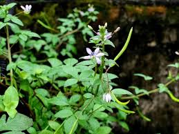 Image result for Cleomaceae