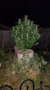 Grown indoors, wedding cake plants can yield up to 16 ounces per meter squared. Wedding Cake Clone Bought June 30th Soon Microgrowery
