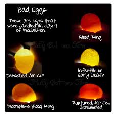 Fluffy Bottoms Farm Incubating And Hatching Eggs Candling Chicken Eggs Incubating Chicken Eggs Hatching Chickens