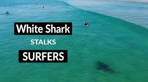 Tuncurry beach, where a man, aged in his 50s, was bitten by a shark on his upper thigh while he was surfing. White Shark Stalks Surfers Shark Drone Footage Youtube