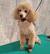 Teacup Toy Poodles For Sale