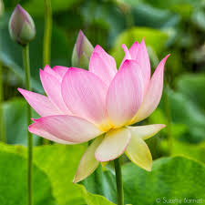 Image result for Lotus