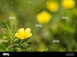 Image result for Bidens schimperi