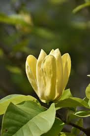 Click To View A Full Size Photo Of Yellow Bird Magnolia Magnolia Yellow Bird At Meadows Farms Nurseries In 2021 Trees To Plant Yellow Bird Magnolia Trees