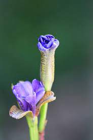 Blue Siberian Iris Bud Iris Flowers Iris Painting Iris
