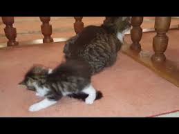 Kedi Dostu Imam Dunya Kamuoyunun Takdirini Topladi Youtube Kedi Hayvan Ve Iman