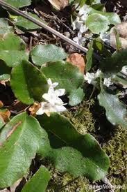 Image result for Laurembergia repens