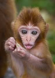 220+ Smith Rock Monkey Face Stock Photos, Pictures & Royalty-Free Images