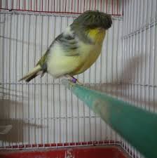 We did not find results for: Canary Birds Posts Facebook