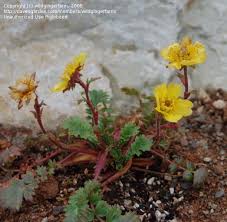 Eventually, the flowers wilt and develop attractive fuzzy, pink seedheads. Plantfiles Pictures Geum Species Creeping Avens Geum Reptans By Wildgingerfarm