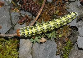 Image result for Polyploca ridens