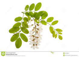 Pin By Dreamstime Stock Photos On Edible Flowers From Our Garden Flowers Edible Flowers Flower Branch