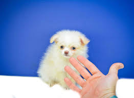 To reserve one call raylynn rogers. Toledo Craigslist Pets