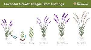 Image result for lavender cuttings