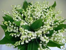 La famille bigot produit des roses, des tulipes, du muguet et des pivoines depuis 3 générations. Un Beau Bouquet De Muguet La Pierre Blanche Lille