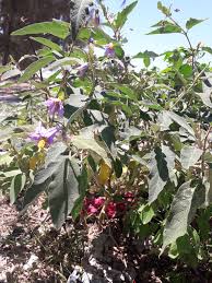 Image result for Solanum campylacanthum 'incanum type'