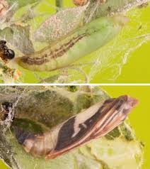 Image result for caterpillar box tree moth inside buxus plant