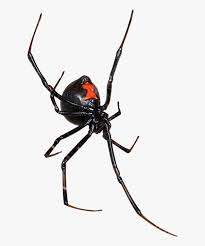 By continuing to use this website, you agree to their use. Black Widow Black Widow Spider Png Free Transparent Clipart Clipartkey