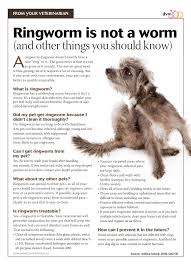 Careers as zoological veterinary technicians offer great starting salaries and show much promise for the future. Ringworm Is Not A Worm Dvm360 Vet Assistant Vet Medicine Veterinary Tech