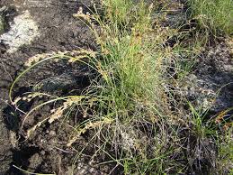 Image result for Coleochloa