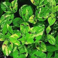Persicaria Virginiana Painter S Palette Shade Plants Plants Painters Palette