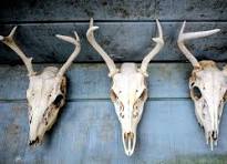 Natural Deer Skull with Antlers – Real Bone Taxidermy Art, Rustic Cabin  Wall Decor, Richland County Wisconsin