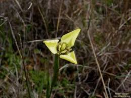 Image result for Xysmalobium