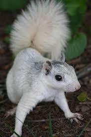 Black And White Squirrel Like Animal White Squirrel By Melanie Beasley Cute Squirrel Squirrel Pictures Squirrel