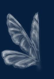 Wing Wings Wings Drawing Tinkerbell Wings