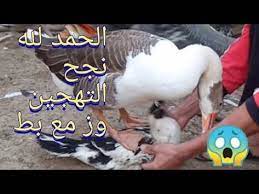 الوز مع البط نجح الحمد لله اصبح في سلاله جديده بين الوز والبط شاهد السلاله الجديده youtube