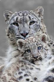 Pin On Big Cats