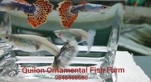 Quilon Ornamental Fish Farm Red Chilly Mosaic Dumbo Ear Facebook