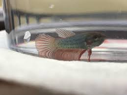 Fish that get along with bettas? Well I Couldn T Hold Out I Have No Idea What It Is But Petco Had It Labeled Baby Boy Can T Wait To Put It In His 20g Planted Aquarium When I Get