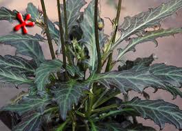 Image result for Gynura scandens