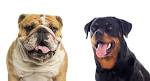 Bulldog Mixed Puppies for Sale | Lancaster Puppies