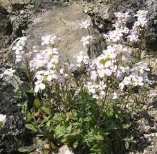 Image result for Arabis