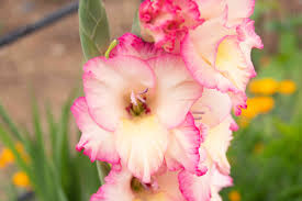 Image result for Gladiolus virgineus
