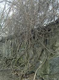 Image result for Actinidia