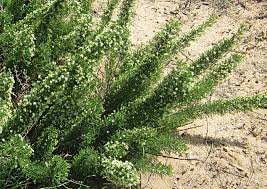 Image result for Asparagus suaveolens