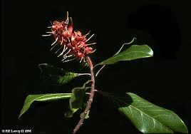 Image result for Faurea