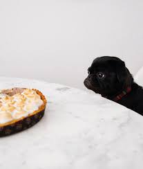 Diabetes mellitus (commonly referred to as diabetes) is a medical condition that is associated with high blood sugar. Hundefutter Selber Machen So Einfach Geht S Diabetic Dog Food Homemade Dog Diabetic Dog