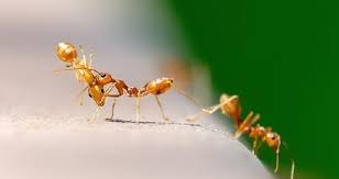 Cómo eliminar las hormigas tú mismo. Quieres Saber Por Que Tienes Hormigas En La Cocina De Tu Casa