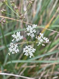 Image result for Pimpinella ledermannii