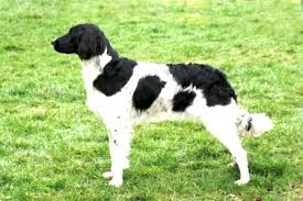 Image result for Velký münsterlandský ohař