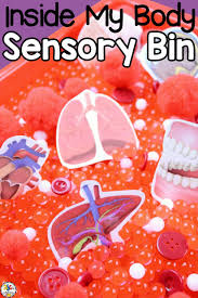 Inside My Body Sensory Bin Open Ended Sensory Play Activity Sensory Bins Body Preschool Human Body Activities