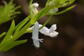 Image result for Aeollanthus subacaulis