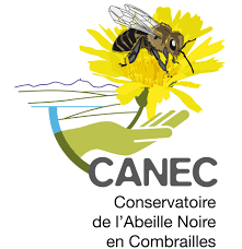 Some of the best flowers for honey bees have single flowers. Our Action Save Local Bees