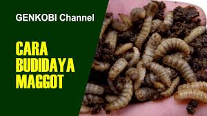 All content cited is derived from their respective sources. Cara Budi Daya Mogot Belatung Larva Lalat Untuk Pakan Ikan Dengan Media Buatan By Gerakan Konservasi